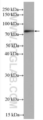 Chromogranin A Antibody in Western Blot (WB)