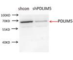 PDLIM5 Antibody in Western Blot (WB)