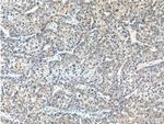 DAD1 Antibody in Immunohistochemistry (Paraffin) (IHC (P))