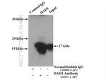 DAD1 Antibody in Immunoprecipitation (IP)