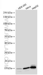 DAD1 Antibody in Western Blot (WB)