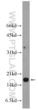 DAD1 Antibody in Western Blot (WB)