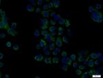 IL21R Antibody in Immunocytochemistry (ICC/IF)