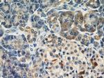 Dermatopontin Antibody in Immunohistochemistry (Paraffin) (IHC (P))