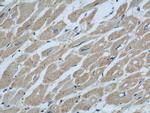 Dermatopontin Antibody in Immunohistochemistry (Paraffin) (IHC (P))