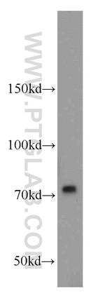 Calpain 1 Antibody in Western Blot (WB)