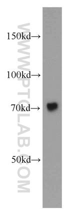 Calpain 1 Antibody in Western Blot (WB)