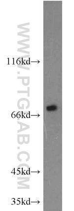 Calpain 1 Antibody in Western Blot (WB)