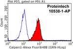 Calpain 1 Antibody in Flow Cytometry (Flow)