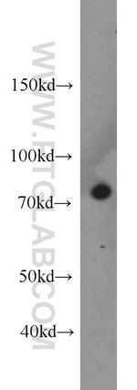 Calpain 1 Antibody in Western Blot (WB)