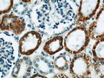 MAOA Antibody in Immunohistochemistry (Paraffin) (IHC (P))