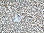 MAOA Antibody in Immunohistochemistry (Paraffin) (IHC (P))