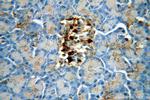 MAOA Antibody in Immunohistochemistry (Paraffin) (IHC (P))