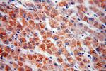 MAOA Antibody in Immunohistochemistry (Paraffin) (IHC (P))