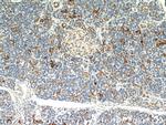 MAOA Antibody in Immunohistochemistry (Paraffin) (IHC (P))