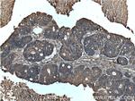 MAOA Antibody in Immunohistochemistry (Paraffin) (IHC (P))