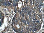 MAOA Antibody in Immunohistochemistry (Paraffin) (IHC (P))