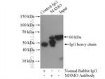MAOA Antibody in Immunoprecipitation (IP)