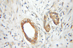 RABAC1 Antibody in Immunohistochemistry (Paraffin) (IHC (P))