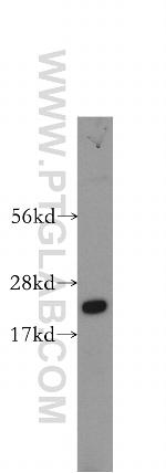 RABAC1 Antibody in Western Blot (WB)