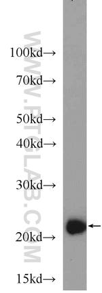 TAF9 Antibody in Western Blot (WB)