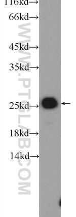 TAF9 Antibody in Western Blot (WB)