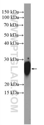 TAF9 Antibody in Western Blot (WB)