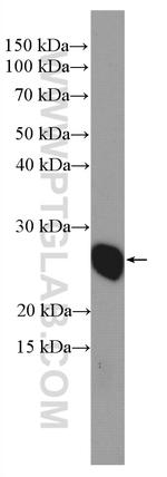 TAF9 Antibody in Western Blot (WB)