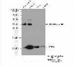 peroxiredoxin 2 Antibody in Immunoprecipitation (IP)