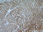 peroxiredoxin 2 Antibody in Immunohistochemistry (Paraffin) (IHC (P))