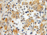 IRF5 Antibody in Immunohistochemistry (Paraffin) (IHC (P))