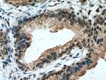 IRF5 Antibody in Immunohistochemistry (Paraffin) (IHC (P))