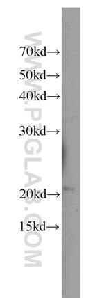 RANGRF Antibody in Western Blot (WB)