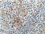 CD18 Antibody in Immunohistochemistry (Paraffin) (IHC (P))