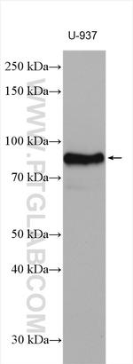 CD18 Antibody in Western Blot (WB)