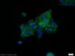 HIC5 Antibody in Immunocytochemistry (ICC/IF)