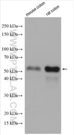 HIC5 Antibody in Western Blot (WB)