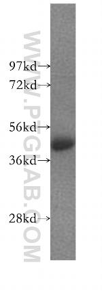 HIC5 Antibody in Western Blot (WB)