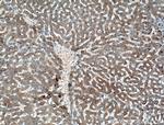 GYS1 Antibody in Immunohistochemistry (Paraffin) (IHC (P))