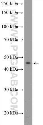 ITPK1 Antibody in Western Blot (WB)