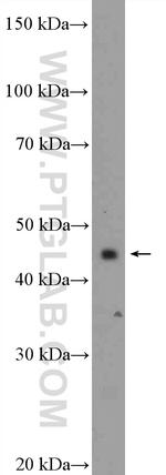 ITPK1 Antibody in Western Blot (WB)