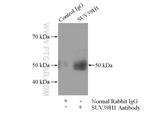 SUV39H1 Antibody in Immunoprecipitation (IP)