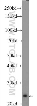 RKIP Antibody in Western Blot (WB)