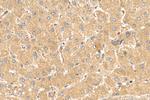 PELO Antibody in Immunohistochemistry (Paraffin) (IHC (P))