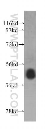 PELO Antibody in Western Blot (WB)