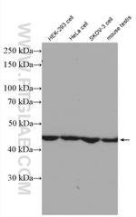 PELO Antibody in Western Blot (WB)