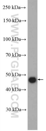 PELO Antibody in Western Blot (WB)