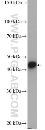 PELO Antibody in Western Blot (WB)