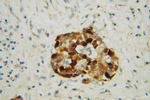 IA-2/PTPRN Antibody in Immunohistochemistry (Paraffin) (IHC (P))