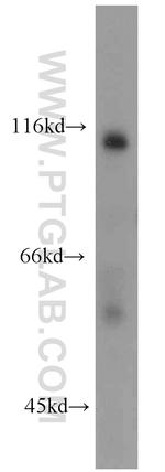 IA-2/PTPRN Antibody in Western Blot (WB)